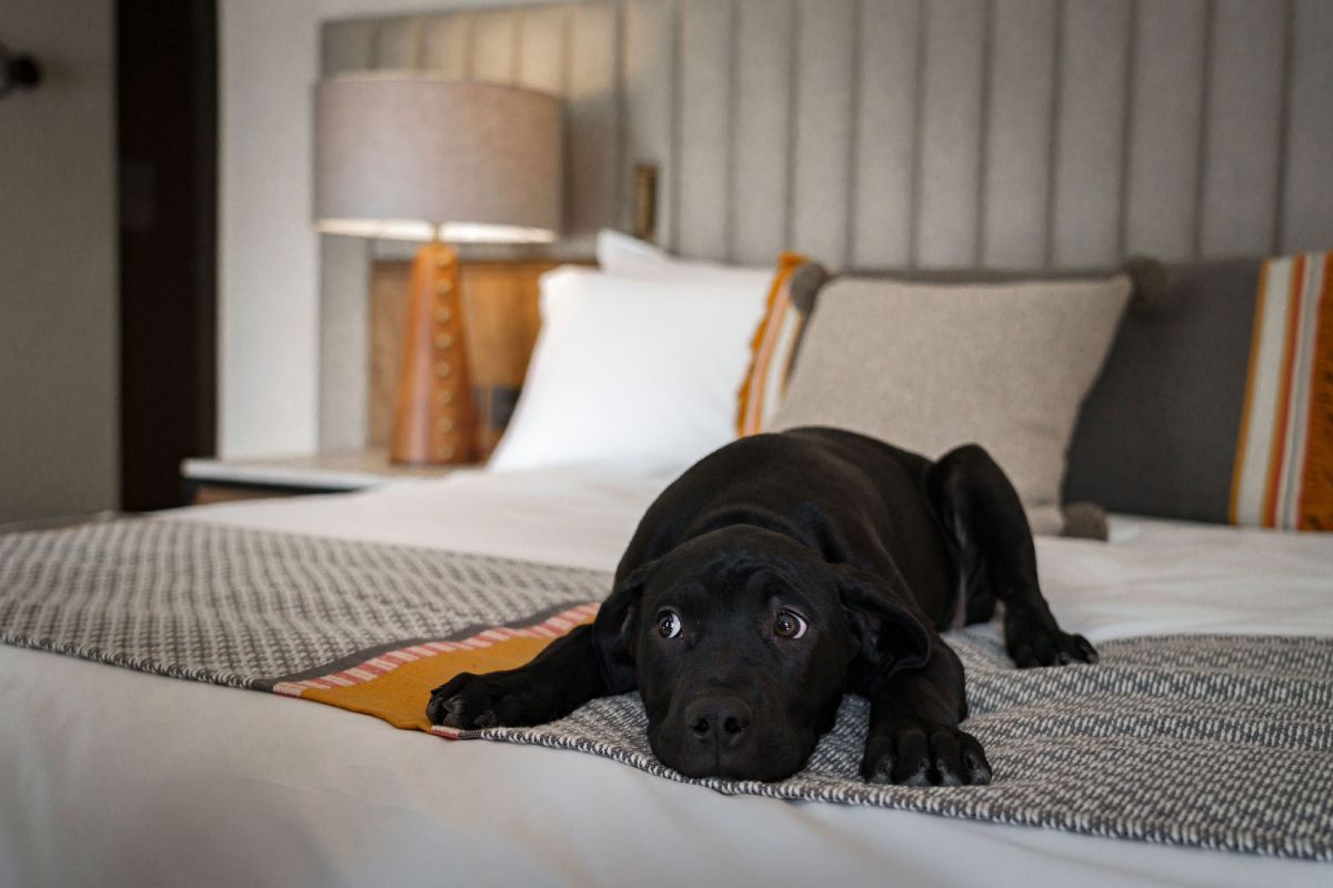 HOtel pet friendly en San Miguel de Allende